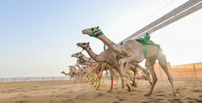 مهرجان ولي العهد للهجن ينطلق أغسطس بجوائز تبلغ 56 مليون ريال