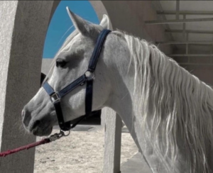 جمال الخيل الأصيلة في الباحة يجذب الأهالي والزوار 4 يبا