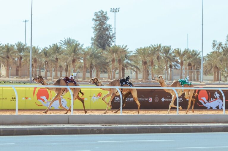 كؤوس-مهرجان-خادم-الحرمين-الشريفين-للهجن.-مستوحاة-من-قرية-الجنادرية