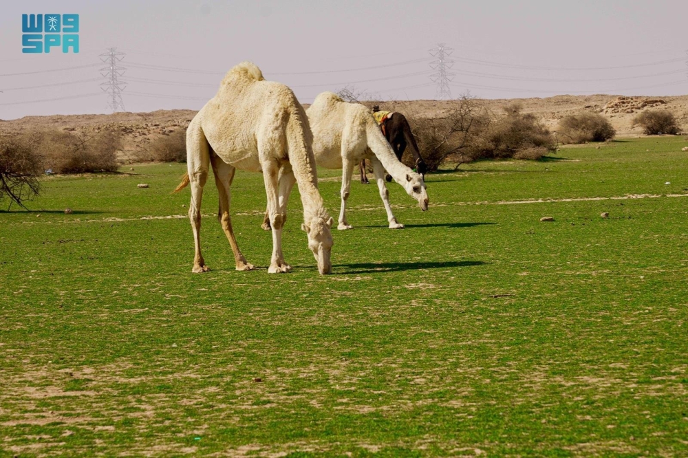 الإبل-في-فياض-غرب-رفحاء.-لوحة-جمالية-تجمع-الطبيعة-والتراث