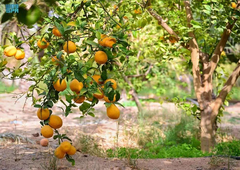 مزارع-البرتقال-في-العُلا.-انتعاش-موسم-الحصاد-بالتزامن-مع-رمضان