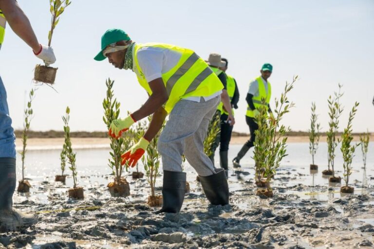 توفير-للمياه.-”استدامة“-يطور-زراعة-الأعلاف-الموسمية-في-5-مناطق