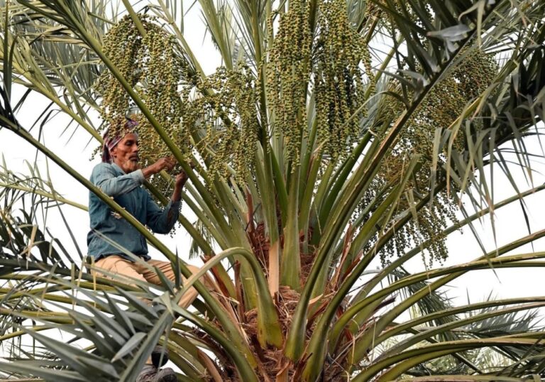 ”النخيل“-يعيد-فتح-باب-التسجيل-في-برنامج-شراء-التمور