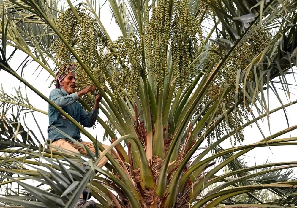”النخيل“-يعيد-فتح-باب-التسجيل-في-برنامج-شراء-التمور