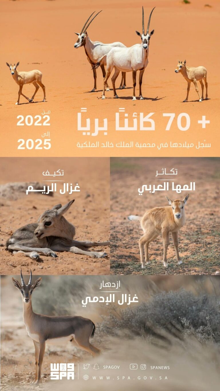 تسجيل-ولادة-74-حيوانًا-بريًا-في-محمية-الملك-خالد-الملكية