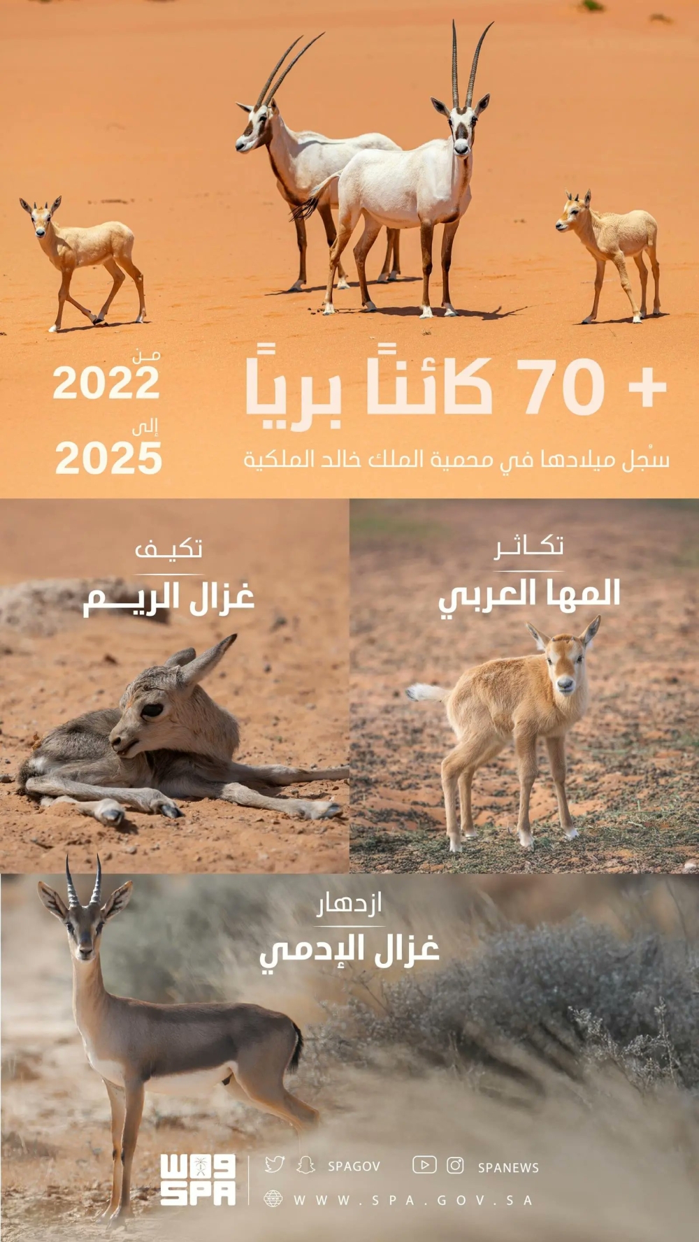 تسجيل-ولادة-74-حيوانًا-بريًا-في-محمية-الملك-خالد-الملكية