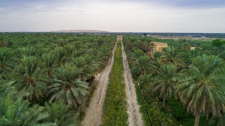 خارطة-لزيادة-مساهمة-زراعة-الأحساء-في-الاقتصاد-المحلي