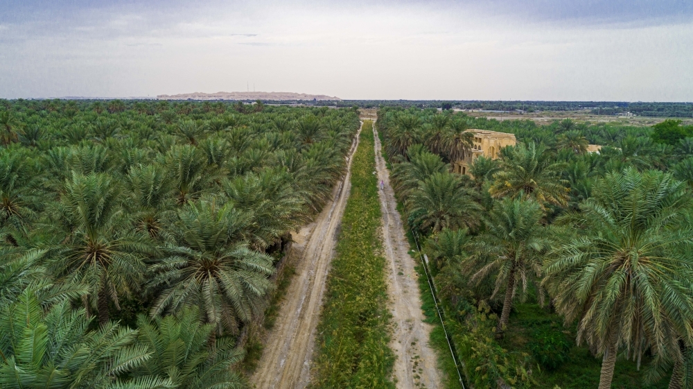 خارطة-لزيادة-مساهمة-زراعة-الأحساء-في-الاقتصاد-المحلي
