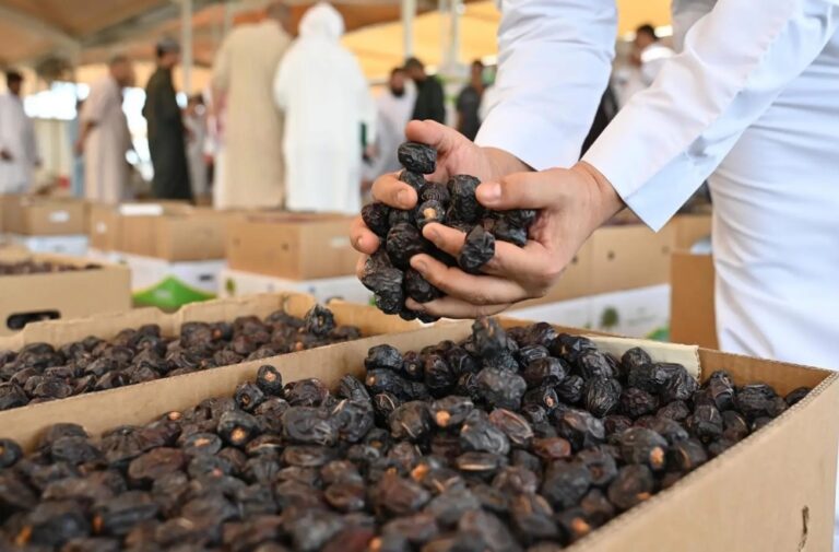 المدينة-المنورة.-8-ملايين-نخلة-تفتح-آفاقًا-استثمارية-في-إنتاج-التمور