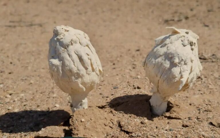 “البرنوق”.-نبتة-موسمية-تميز-الصحراء-وتعكس-ثقافة-العلا