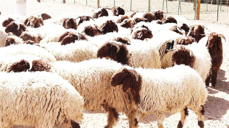ريف-السعودية:-تطبيق-نظام-القطعان-الذكية-لإدارة-الماشية-بإنترنت-الأشياء