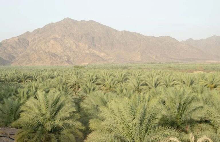 المدينة-المنورة.-المناخ-الصحراوي-المعتدل-عنصر-داعم-لزراعة-التمور