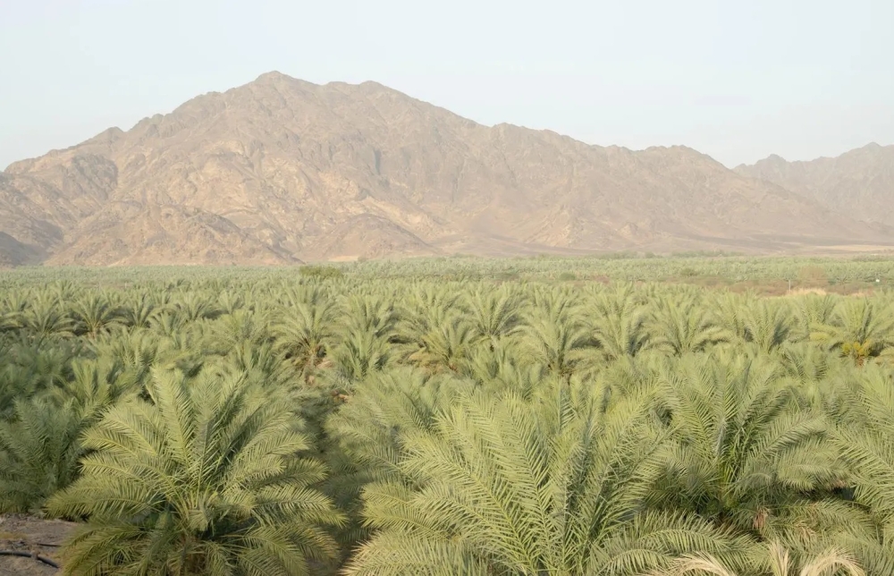 المدينة-المنورة.-المناخ-الصحراوي-المعتدل-عنصر-داعم-لزراعة-التمور