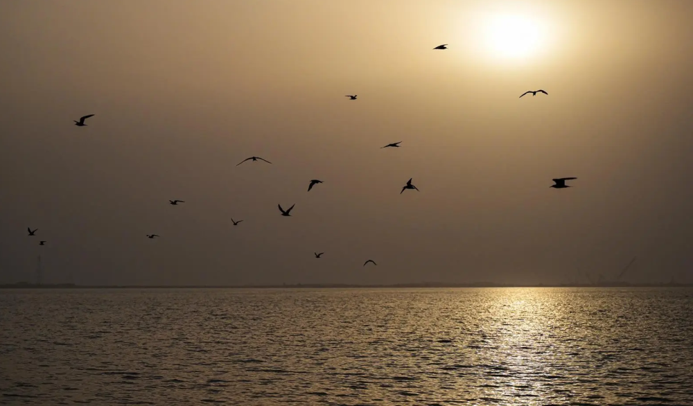 الطيور-الساحلية-تجذب-الزوار-لشواطئ-جدة