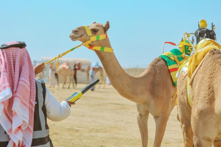 للعام-الثامن-على-التوالي.-شرائح-الهجن-الإلكترونية-حاضرة