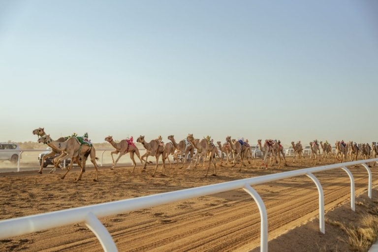 الهجن-السعودية-تخطف-30-شوطاً-في-“اللقايا”