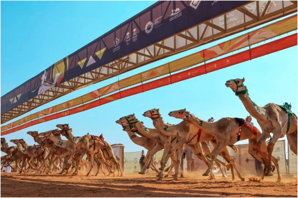 الجنادرية-تشهد-سباق-اليوم-الوطني-السعودي-للهجن