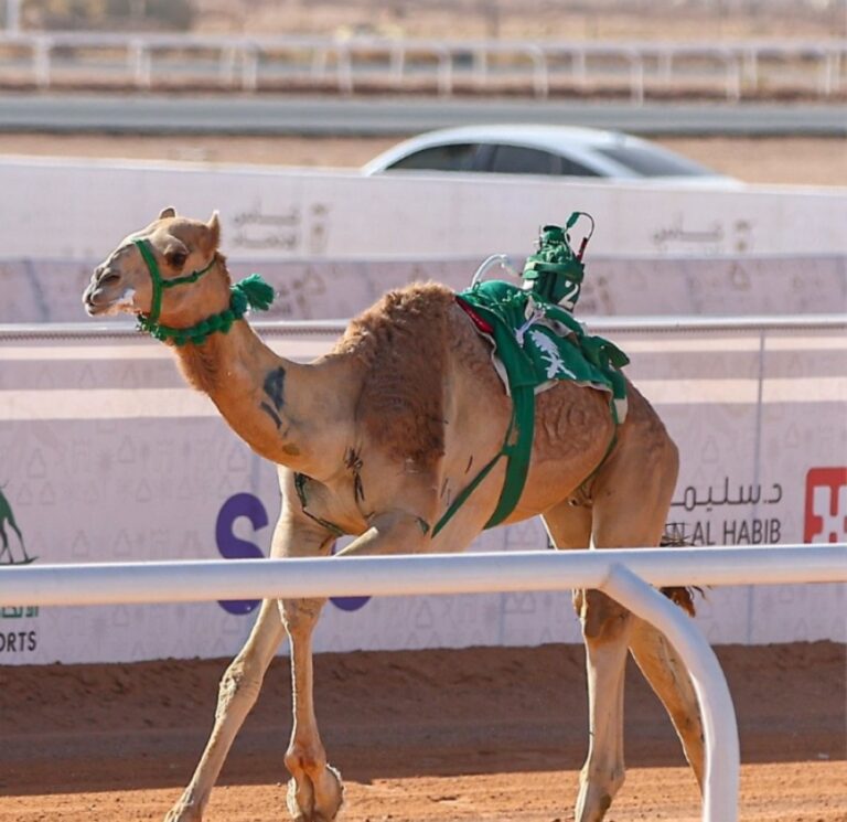 كأس-الاتحاد-السعودي-للهجن.-نتائج-الأشواط-الثلاثة-الأولى-في-كأس-جذاع-بكار