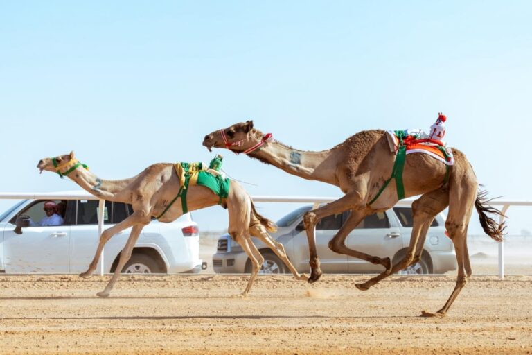 “الهجن-السعودية”-تفرض-نفسها-في-كأس-الاتحاد