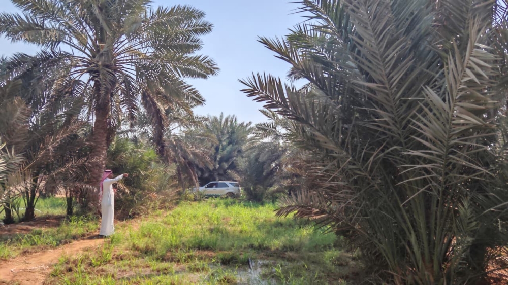 حشائش-ضارة-وشبكات-ري-مهملة.-”البيئة“-ترصد-مخالفات-في-مزارع-رابغ 