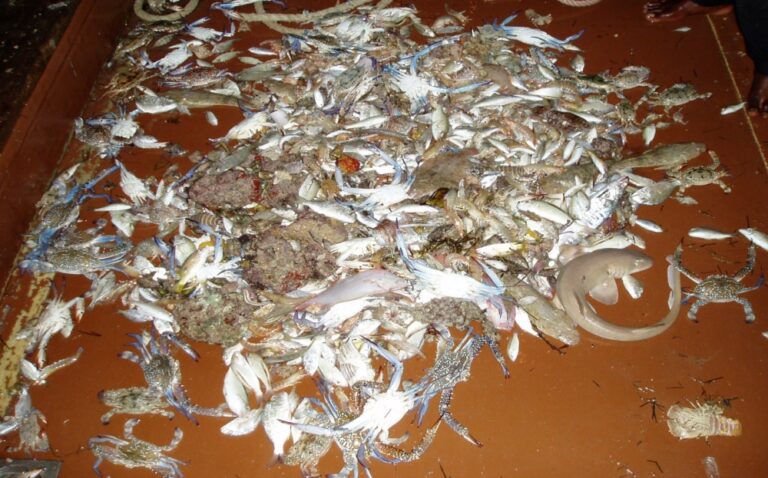 ”الكوفية“-تهدد-الحياة-البحرية.-و«البيئة»-تبحث-عن-حلول-لخفض-الصيد-الجانبي