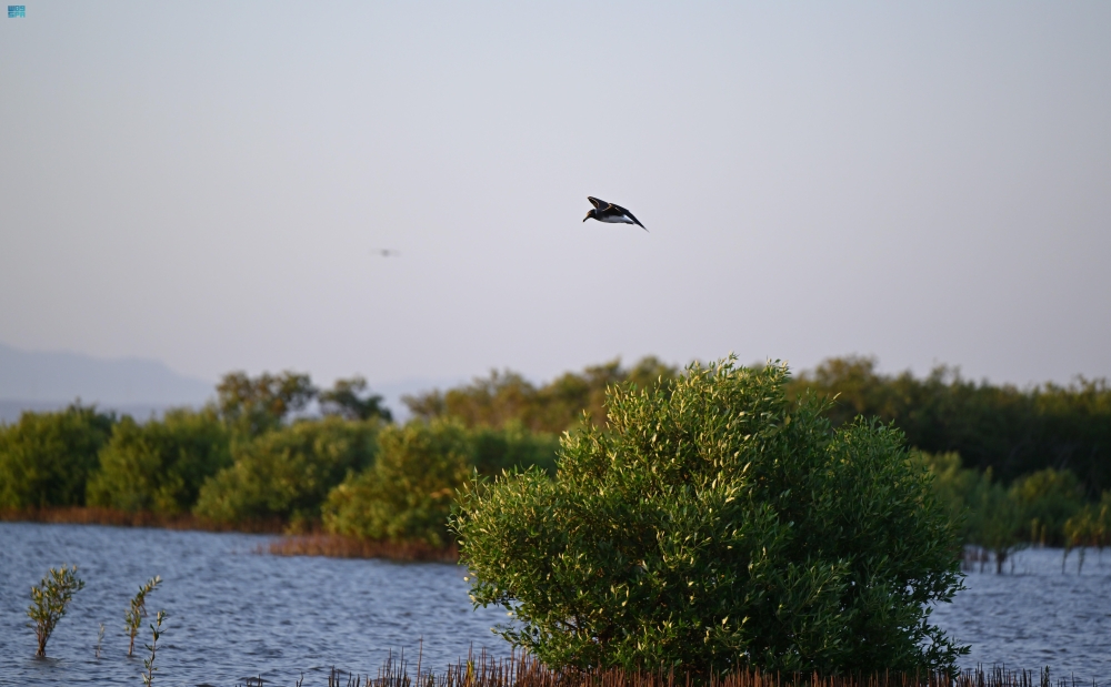 غابات-المانجروف-في-رابغ.-رئة-طبيعية-وبيئة-للحياة-البحرية-والبرية