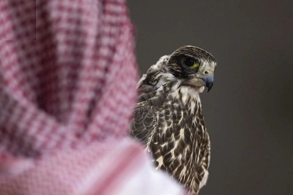 الليلة-24.-بيع-صقرين-بـ-156-ألف-ريال-في-مزاد-نادي-الصقور