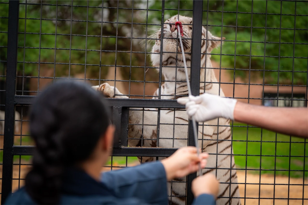 مغامرات-حية-في-قلب-البرية.-أبرز-فعاليات-حديقة-الحيوان-بالرياض