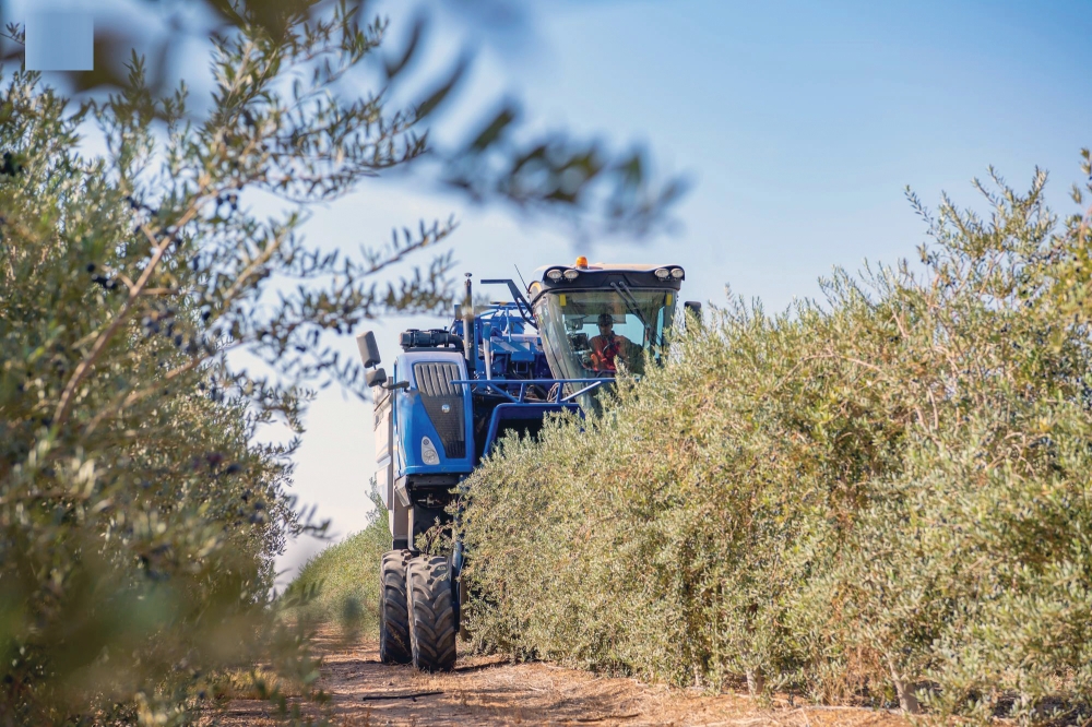 «وقاء»:-حجر-صحي-لمدة-عامين-ومنع-التوسع-في-زراعة-الزيتون-المستورد