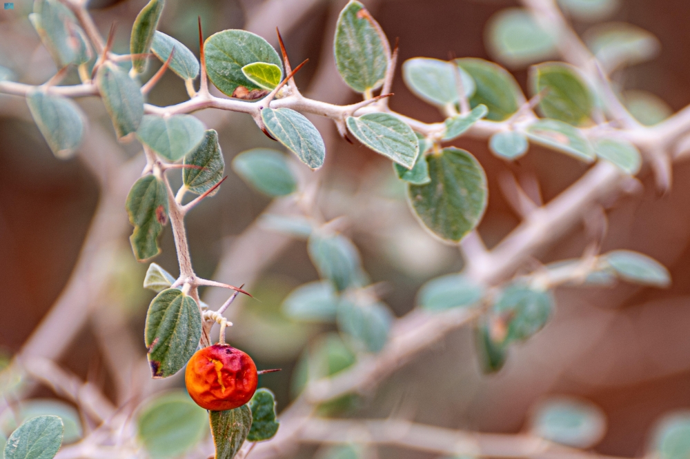 شاهد| أشجار السدر بوادي الهلالي.. مقصد هواة التصوير البيئي في عرعر 20 شاهد|-أشجار-السدر-بوادي-الهلالي.-مقصد-هواة-التصوير-البيئي-في-عرعر