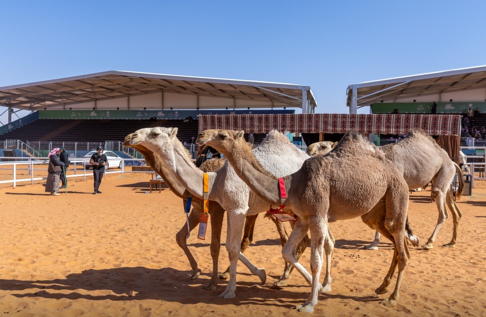 السياح الأجانب يعيشون التراث السعودي بتجارب حيّة في مهرجان الإبل 26 السياح-الأجانب-يعيشون-التراث-السعودي-بتجارب-حيّة-في-مهرجان-الإبل
