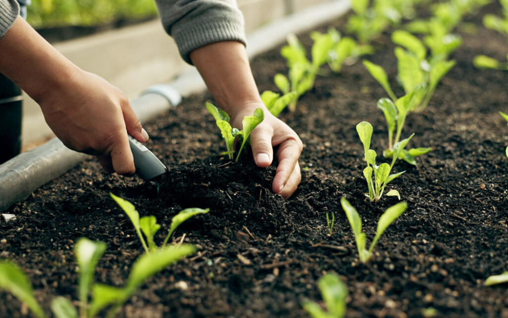 القصيم تعتمد 55 نوعاً نباتياً محلياً لمكافحة التصحر ودعم الاستدامة 41 القصيم-تعتمد-55-نوعاً-نباتياً-محلياً-لمكافحة-التصحر-ودعم-الاستدامة