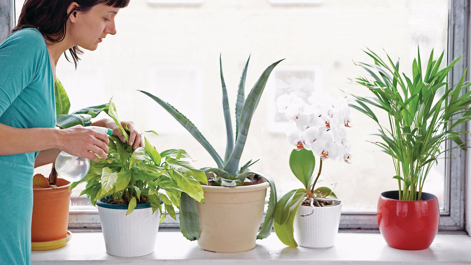 نباتات-المنزل.-لمسة-جمالية-وفوائد-صحية