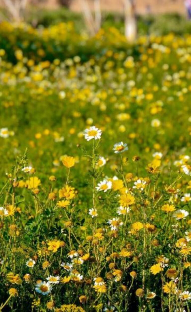 محمية-النباتات-البرية-في-رفحاء.-تنوّع-لافت-للزهور-ومشاهد-طبيعية-آسرة