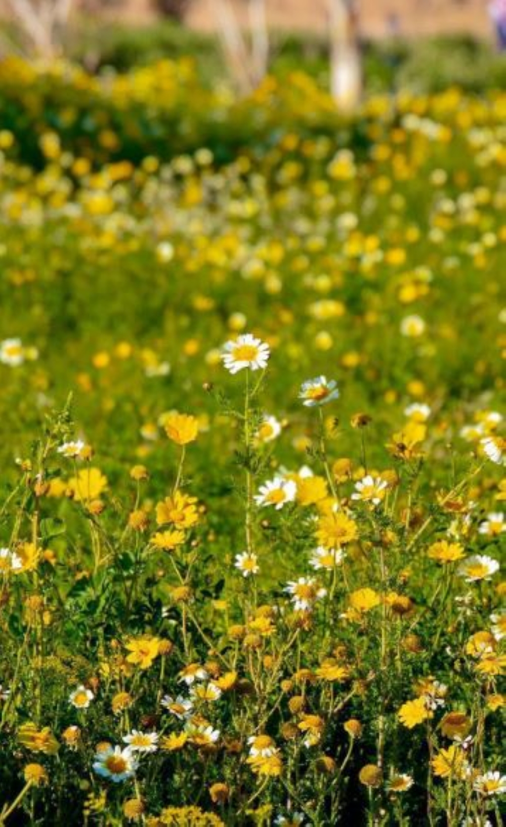 محمية-النباتات-البرية-في-رفحاء.-تنوّع-لافت-للزهور-ومشاهد-طبيعية-آسرة