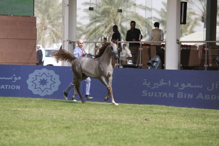انطلاقة-بطولة-جمال-الخيل-العربية-الأصيلة-لمهرجان-الأمير-سلطان-بن-عبدالعزيز-العالمي-للجواد-العربي-نسخة-2026- 