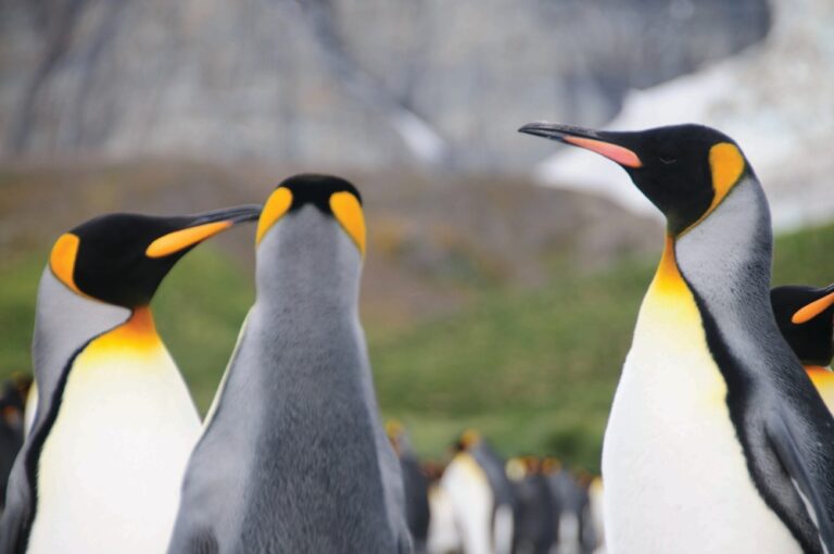 طيور-البطريق-تتزاوج-قبل-أسبوعين-من-موعدها-المعتاد-بسبب-تغير-المناخ