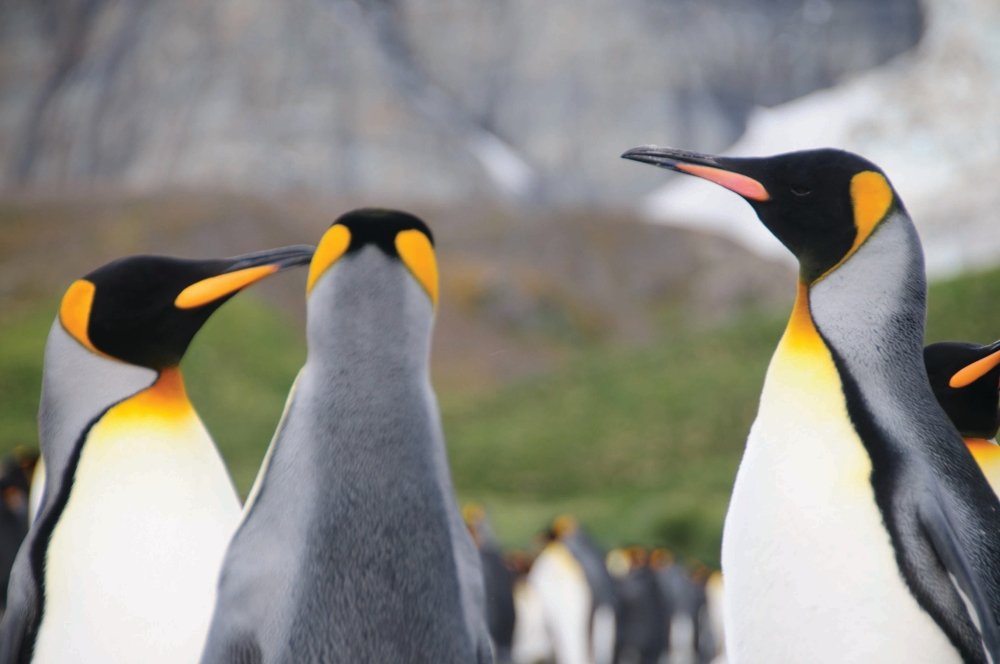 طيور-البطريق-تتزاوج-قبل-أسبوعين-من-موعدها-المعتاد-بسبب-تغير-المناخ