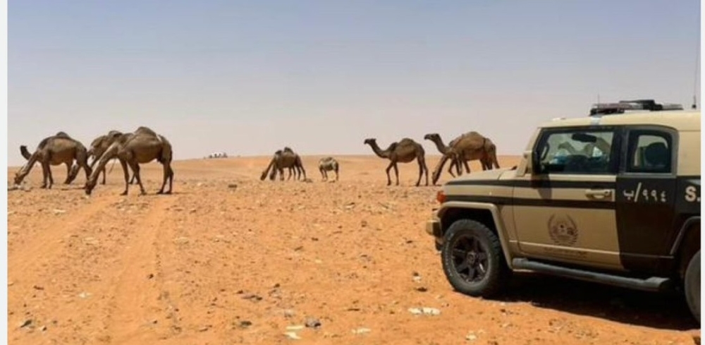 ضبط-مخالفًا-برعي-الإبل-في-محمية-الملك-عبدالعزيز-الملكية
