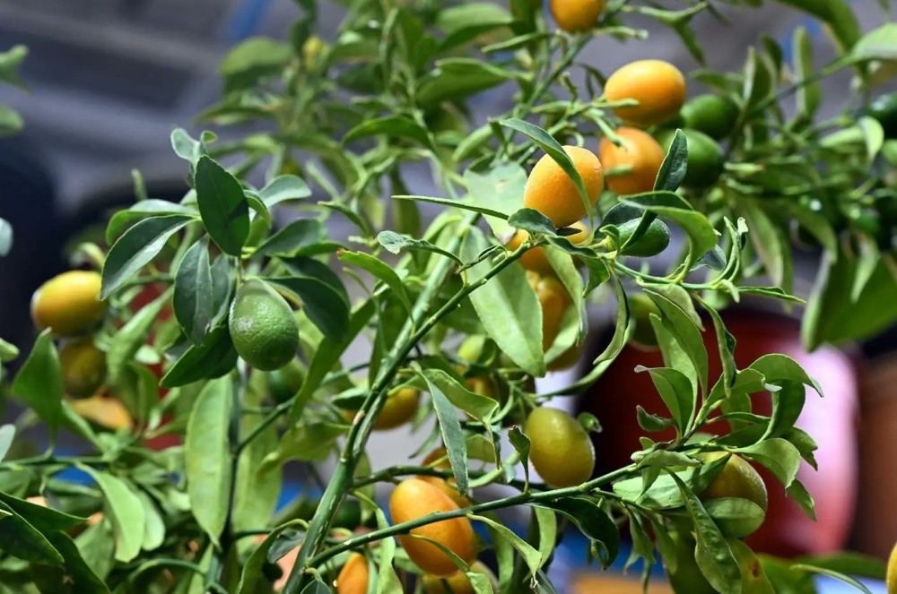 المشاتل-والمتاجر-تكثف-جهود-التشجير-في-المدينة-المنورة-لزيادة-العناصر-الجمالية