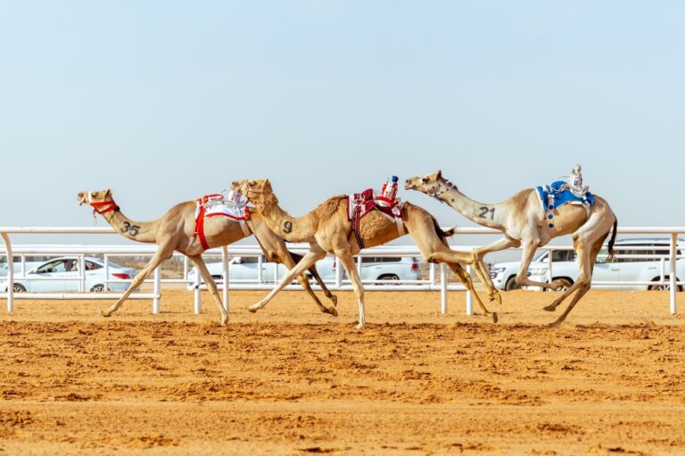 غداً.-انطلاق-أشواط-“المزاين”-في-مهرجان-خادم-الحرمين-الشريفين-للهجن