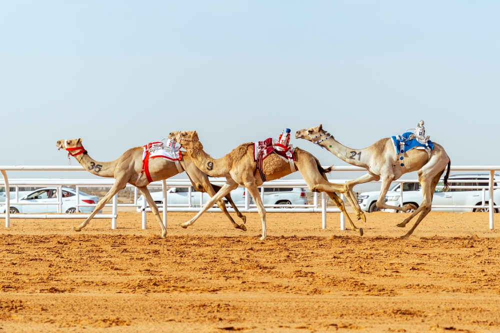 غداً.-انطلاق-أشواط-“المزاين”-في-مهرجان-خادم-الحرمين-الشريفين-للهجن