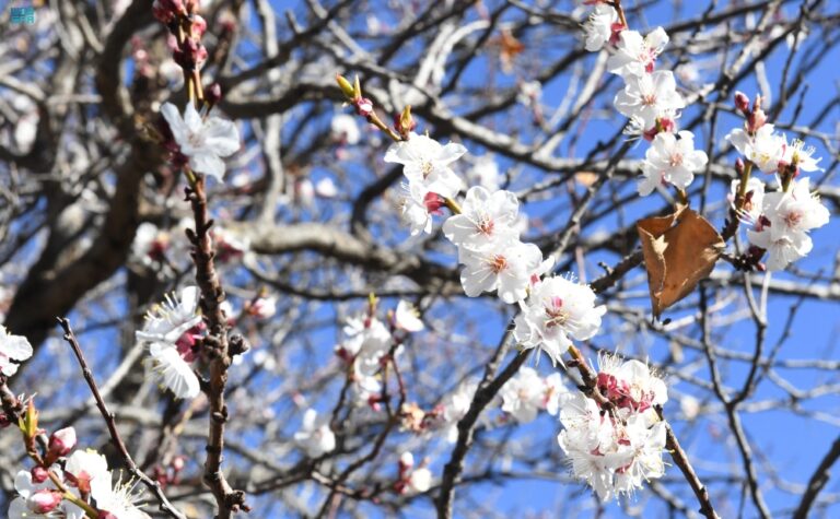 شاهد|-أزهار-اللوز-ترسم-لوحة-شتوية-خلابة-في-مرتفعات-عسير