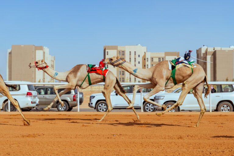 “البلوي”-يتوِّج-أبطال-مهرجان-خادم-الحرمين-الشريفين-للهجن
