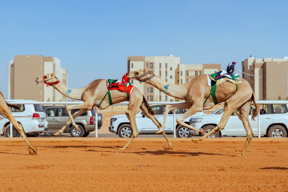 “البلوي”-يتوِّج-أبطال-مهرجان-خادم-الحرمين-الشريفين-للهجن