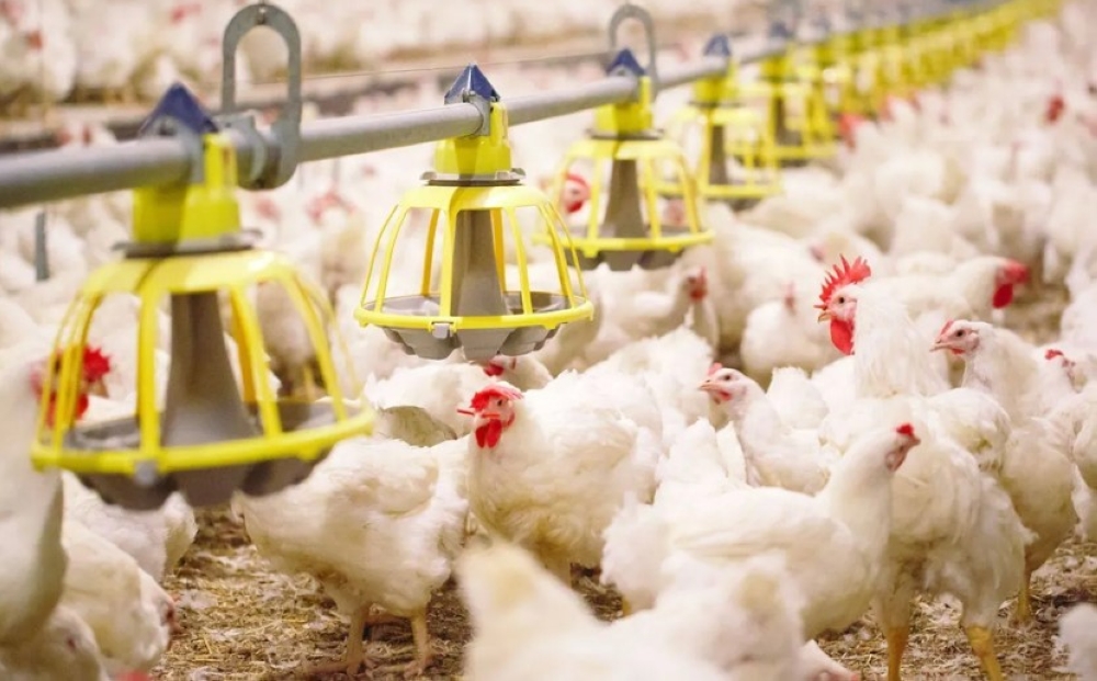 حظر-استيراد-الدواجن-مؤقتا-من-فرنسا-بسبب-تفشي-إنفلونزا-الطيور