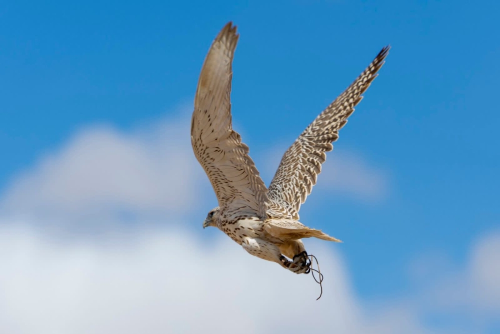 بمشاركة-700-صقار.-انطلاق-مهرجان-الصقور-بمحافظة-طريف-اليوم