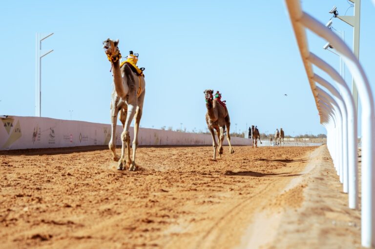 مهرجان-خادم-الحرمين-للهجن-يبهر-المستثمر-كريس-أتويل-بأصالة-التراث
