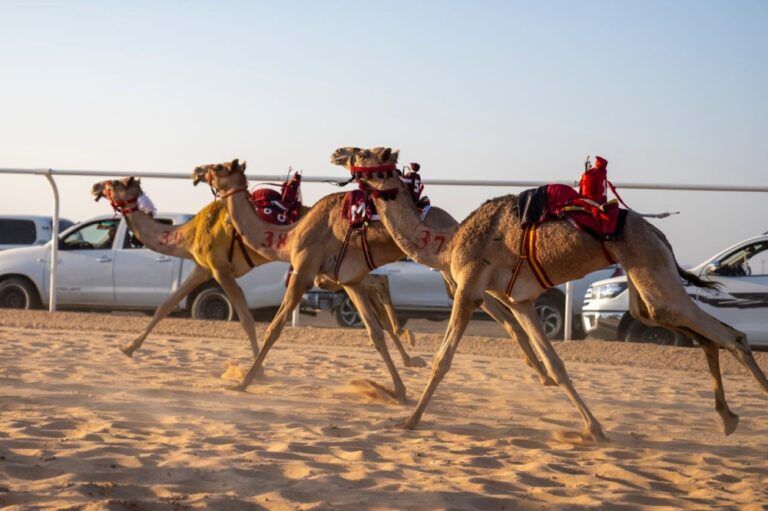 مهرجان-خادم-الحرمين-الشريفين-للهجن-يتجاوز-21.6-ألف-مطية