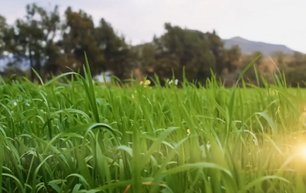 تقنيات-حديثة-وتدريب.-دعم-نوعي-للمحاصيل-البعلية-في-4-مناطق